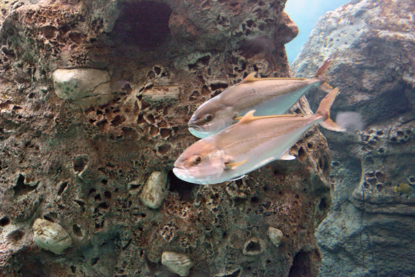 Fische im Cretaquarium auf Kreta