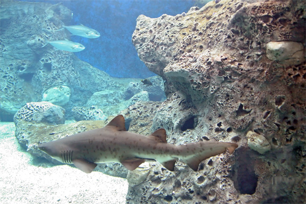 Haifisch im Cret@quarium