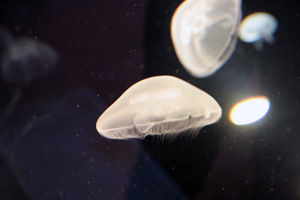 Quallen im Cretaquarium auf Kreta