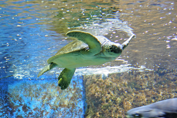Schildkröte im Cretaquarium
