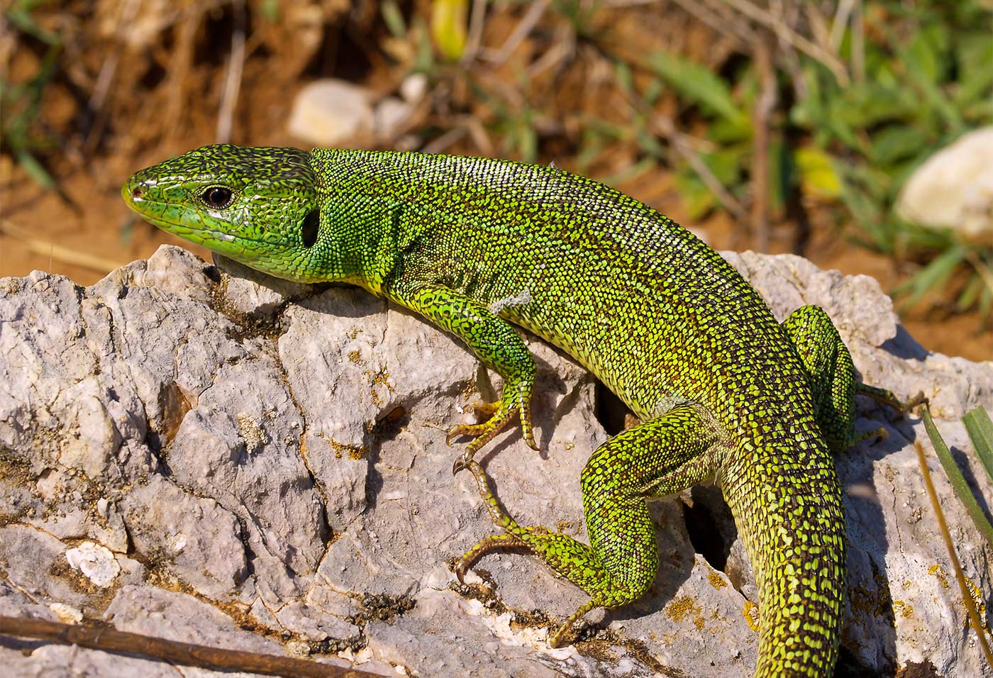 Balkangrüne Eidechse Lacerta Trilineata