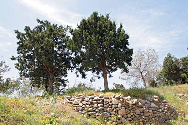 baumbestand auf kreta