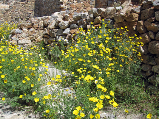 wildblumen auf kreta