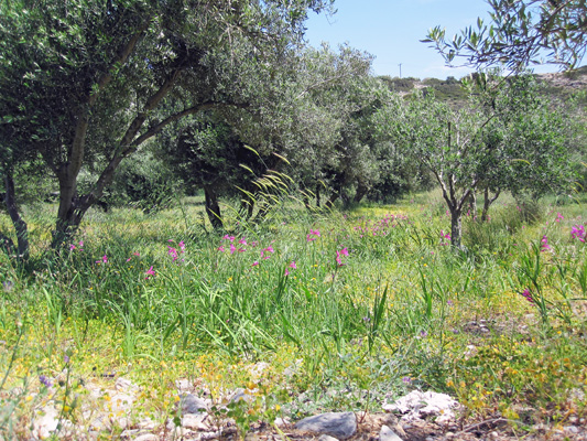 olivenbäume auf kreta