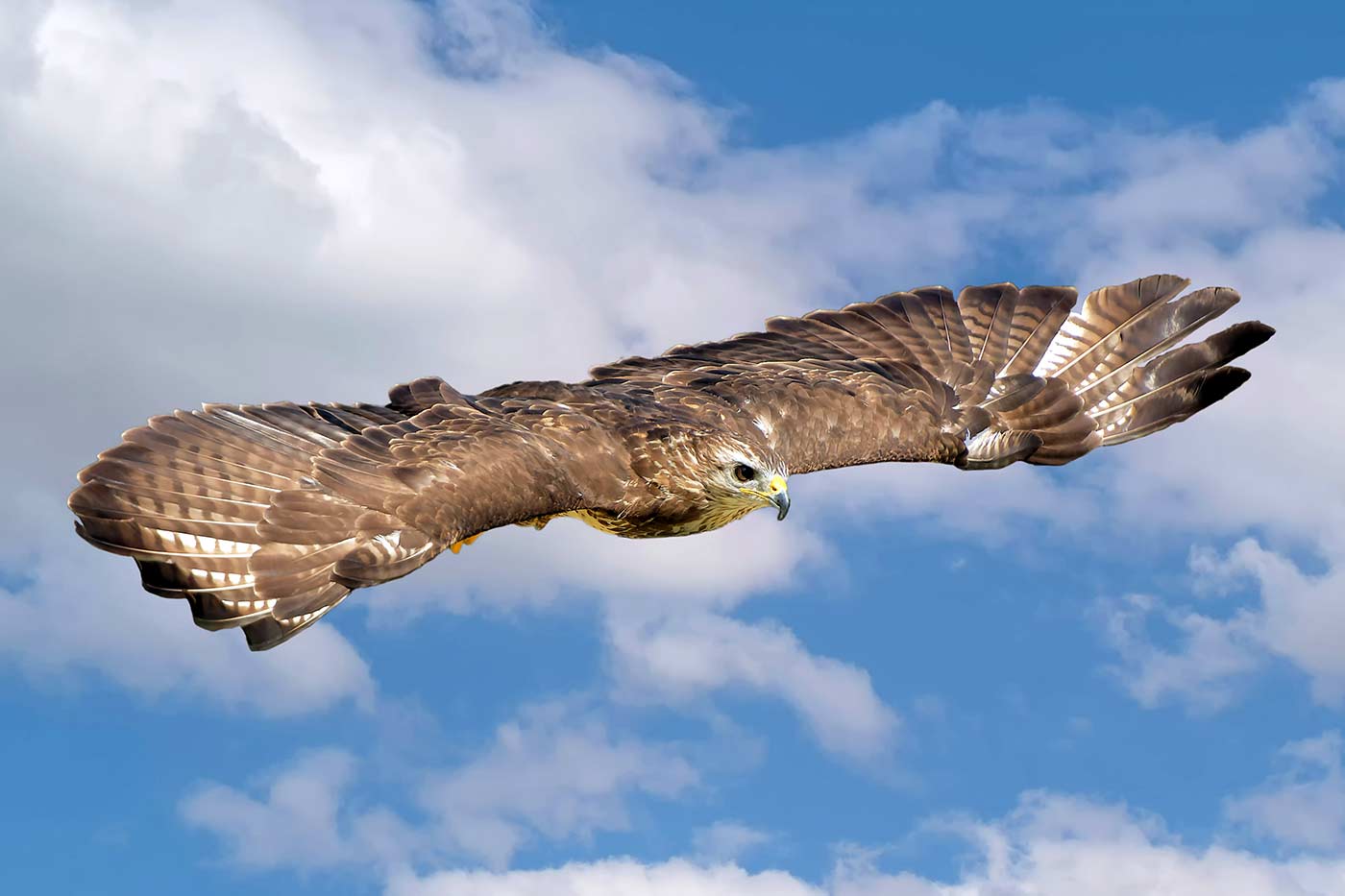 Mäusebussard im Anflug