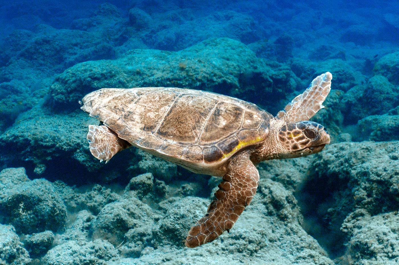 schildkröte caretta caretta