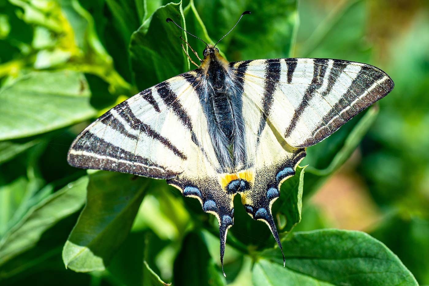 segelfalter schmetterling